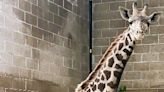 The newest arrival to Roger Williams Park Zoo is tall, powerful and endangered. Meet Enzi.