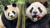 ¡Ya casi llegan! Pandas gigantes ya están en camino al Zoológico de San Diego