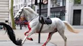 British Army says horses that bolted and ran loose in central London continue 'to be cared for'