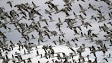 Bird flu: Scientists watching migratory birds, seals amid outbreak