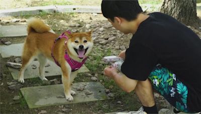 夏天寵物毛多容易中暑！5招教毛家長有效降溫