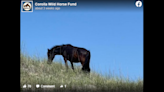 Loneliest wild horse on Outer Banks finds its happy ending after months of wandering