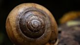 Giant snails and other small wonders to seek while hiking in Maine