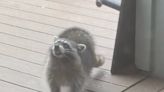 Woman discovers her parents ‘adopted’ a raccoon when she came home for Christmas