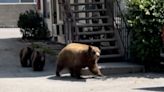 With more bears in streets and homes of foothill cities, LA County demands action