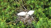 Breeding success for spoonbills as once-extinct bird continues UK return