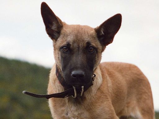 Belgian Malinois Dog Trained in Ireland Takes His Skills to Namibia to Stop Poachers (Exclusive)