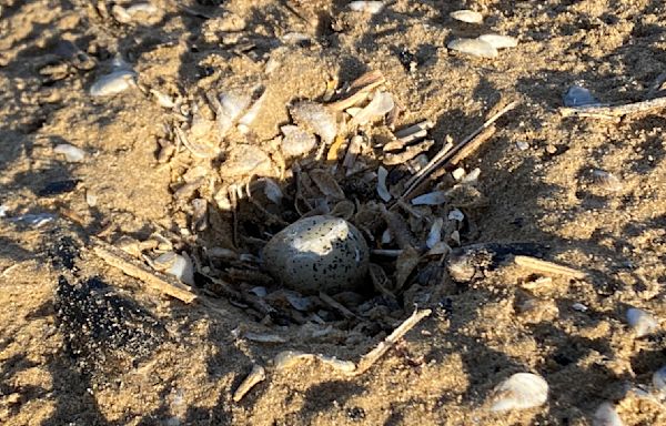 Piping plover egg found at Montrose Beach — giving rise to 'possibility of new hatchlings'