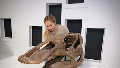 Rare juvenile T. rex fossil found by children in North Dakota to go on display