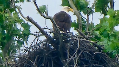 2 bald eaglets hatch near White Rock lake