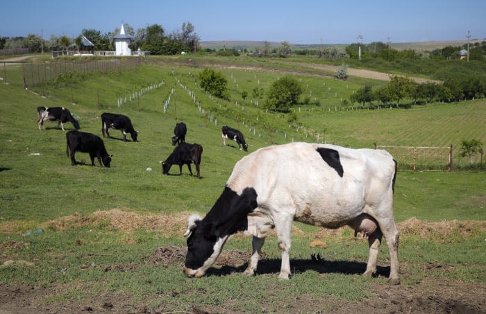 Flatulent cows and pigs will face a carbon tax in Denmark, a world first