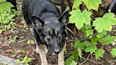 Southbury police seek dog dumper; pooch tied to tree, abandoned