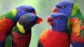 Parrot missing from Palm Beach Zoo exhibit
