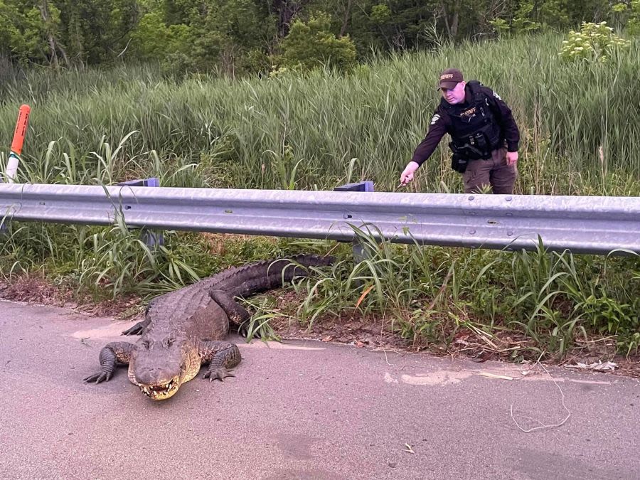 Massive alligator dragged, removed twice from highway