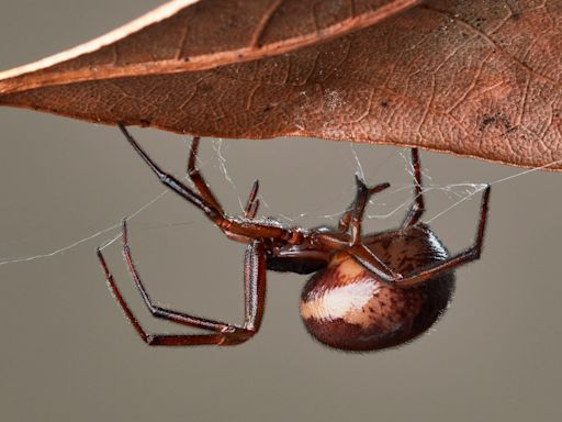 Interactive map reveals Britain’s False Widow spider hotspots