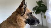 An 'Ambassador for All Service Dogs,' German Shepherd Leaves a Legacy for Veterans with PTSD