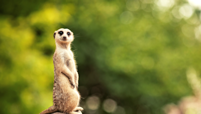 Wildlife Park Creates a Super Mario Bros. Game for Meerkats and It’s an Instant Hit