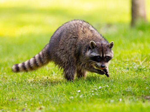 Raccoon Hits the Field at Professional Soccer Game and Hilariously Outruns Everybody