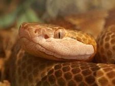 GA man shoots himself in the foot trying to get rid of copperhead snake