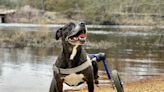New Jersey pup wins international photo contest, spot in Walkin' Pets calendar