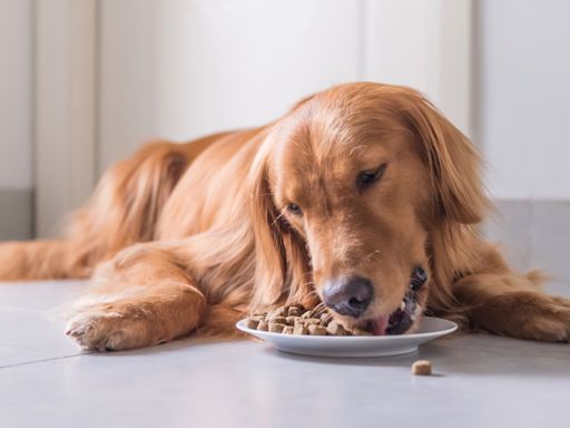 Blue Buffalo vs Purina Pro Plan dog food: which is better?