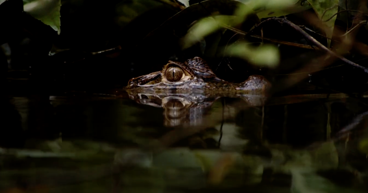 'Naked and Afraid XL' Survivalists Face off Against a Massive Caiman in Exclusive Sneak Peek