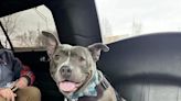 'Chester' gets limo ride out of animal shelter after nearly 600 days waiting for adoption