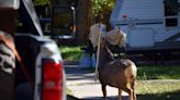 Mule deer carries 8-pound hammock in antlers for days in Colorado. See him finally free