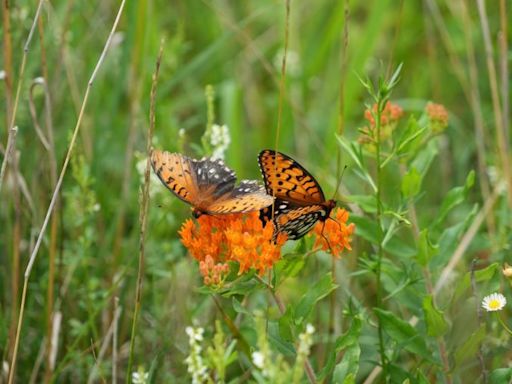 Tips on how to garden for wildlife from a master gardener