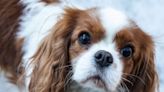 Zoetis Investigated for EU Antitrust Breach Over Dog Pain Drug