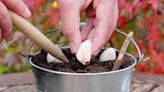 How to grow garlic in pots – indoors or out