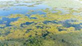 Harmful algal blooms recently confirmed on Cayuga and Owasco Lakes. What you need to know