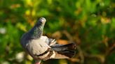 Case study highlights hidden health risks of prolonged exposure to pigeons