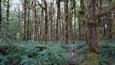 ‘Every shade of green that you can imagine’: What’s so special about Olympic National Park