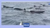 Incredible video shows pod of whales joining man rowing solo across Atlantic Ocean