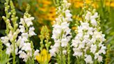 Are Snapdragons Perennials or Annuals?