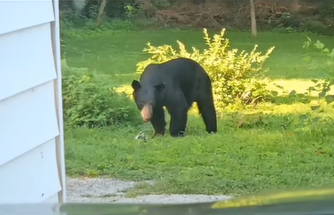 They’re back! Black bear sightings in Belleville and Columbia, Illinois