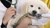 Clínica-escola de medicina veterinária oferta serviços gratuitos neste sábado - Imirante.com