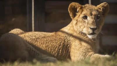 El despertar de Freya, la leona que escapó de un terrible destino en las garras del comercio ilegal de mascotas