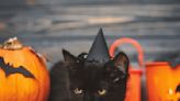 Keep your house spooky and safe this Halloween with this ultimate cat-proofing guide