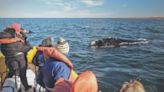 Las Grutas: ¿cuándo arrancará la temporada de avistaje embarcado de ballenas? en la nota te contámos detalles de los paseos - Diario Río Negro