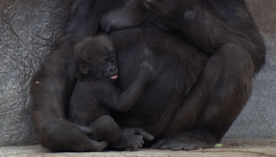 Adorable video shows baby gorilla getting tickled by mom at zoo in Texas