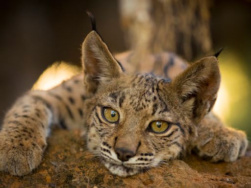 La lista de especies amenazadas crece en 1.000, aunque esfuerzos de conservación traen esperanza