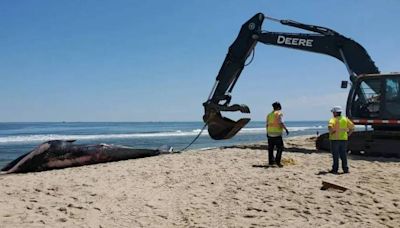 Navio de cruzeiro chega a Nova York com uma baleia morta na proa