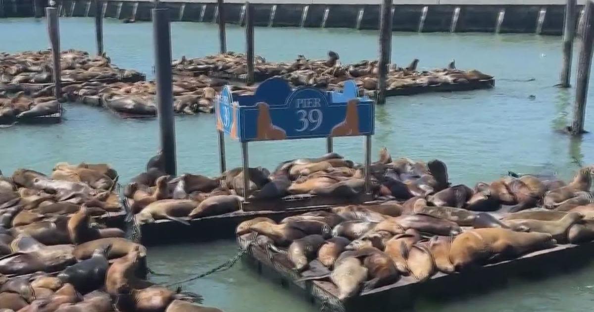 San Francisco Pier 39 seeing record number of sea lions