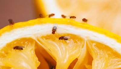 How To Get Rid Of Fruit Flies So They NEVER Come Back