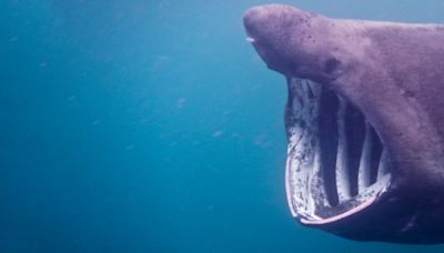 First Ever Footage Shows Endangered Shark Hit by Boat, Hours After Tagging