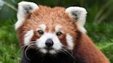 Endangered red panda settles into new home