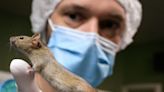 Illegal medical lab containing bioengineered mice and infectious agents including HIV and herpes discovered in California