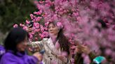 Weatherwatch: ‘Clear and bright’ – the start of Qingming in the Chinese calendar